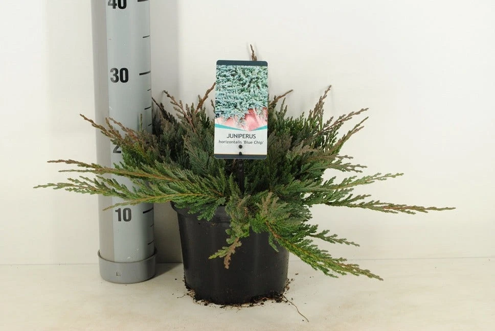Jeneverbes (Juniperus Horizontalis 'Blue Chip') 6 Jeneverbes (Juniperus Horizontalis 'Blue Chip') - Afbeelding 4