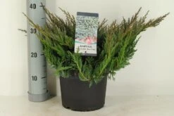 Jeneverbes (Juniperus Horizontalis 'Blue Chip')