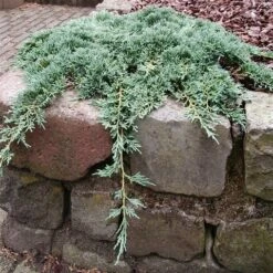 Jeneverbes (Juniperus Horizontalis 'Icee Blue') -OL Planten Winkel juniperus horizontalis icee blue pbr
