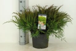 Jeneverbes (Juniperus Media 'Mint Julep') -OL Planten Winkel juniperus pfit. mint julep winter c5 m 1
