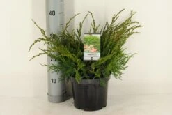 Jeneverbes (Juniperus Media 'Mint Julep') -OL Planten Winkel juniperus pfitzeriana mint julep c3 m 1