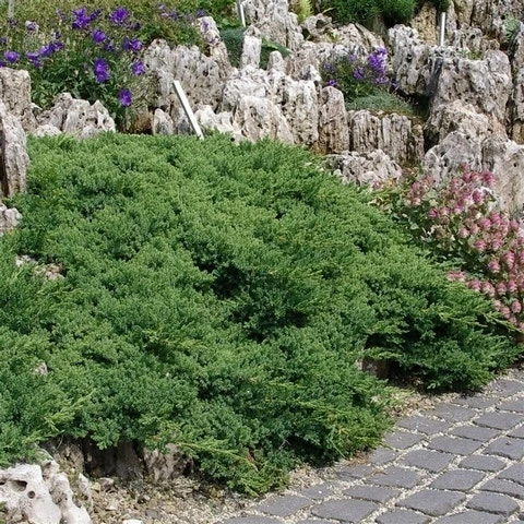 Jeneverbes (Juniperus Procumbens 'Nana') 7 Jeneverbes (Juniperus Procumbens 'Nana') - Afbeelding 5
