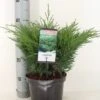 Sevenboom (Juniperus Sabina) -OL Planten Winkel juniperus sabina c3 m