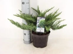 Sevenboom (Juniperus Sabina 'Tamariscifolia') 8 Sevenboom (Juniperus Sabina 'Tamariscifolia') -OL Planten Winkel juniperus sabina tamariscifolia zomer c3 m