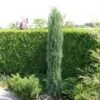 Jeneverbes (Juniperus Scopulorum 'Skyrocket') 2 Jeneverbes (Juniperus Scopulorum 'Skyrocket') -OL Planten Winkel juniperus scopulorum skyrocket