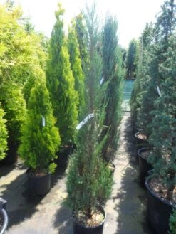 Jeneverbes (Juniperus Scopulorum 'Skyrocket') 14 Jeneverbes (Juniperus Scopulorum 'Skyrocket') -OL Planten Winkel juniperus scopulorum skyrocket 125 150 2