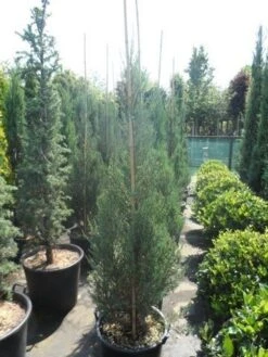 Jeneverbes (Juniperus Scopulorum 'Skyrocket') 15 Jeneverbes (Juniperus Scopulorum 'Skyrocket') -OL Planten Winkel juniperus scopulorum skyrocket 150 175 2