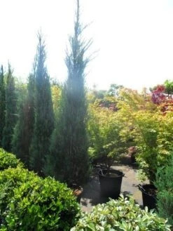 Jeneverbes (Juniperus Scopulorum 'Skyrocket') -OL Planten Winkel juniperus scopulorum skyrocket 250 300