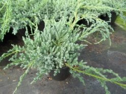 Jeneverbes (Juniperus Squamata 'Blue Carpet') -OL Planten Winkel juniperus squamata blue carpet 1
