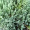 Jeneverbes (Juniperus Squamata 'Blue Carpet') -OL Planten Winkel juniperus squamata blue carpet 2 1