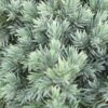 Jeneverbes (Juniperus Squamata 'Blue Star') -OL Planten Winkel juniperus squamata blue star 2
