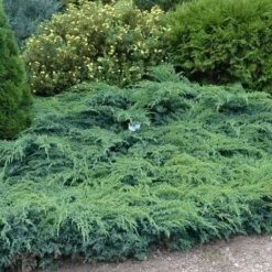 Jeneverbes (Juniperus Squamata 'Blue Swede') -OL Planten Winkel juniperus squamata blue swede