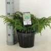 Jeneverbes (Juniperus Squamata 'Blue Swede') -OL Planten Winkel juniperus squamata blue swede c3 m