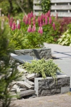 Jeneverbes (Juniperus Squamata 'Holger') -OL Planten Winkel juniperus squamata holger