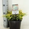 Jeneverbes (Juniperus Squamata 'Holger') -OL Planten Winkel juniperus squamata holger zomer c3 m