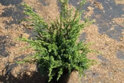 Jeneverbes (Juniperus Squamata 'Meyeri') -OL Planten Winkel juniperus squamata meyeri