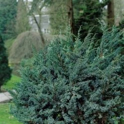 Jeneverbes (Juniperus Squamata 'Meyeri') -OL Planten Winkel juniperus squamata meyeri 1