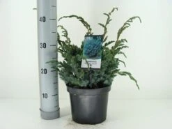 Jeneverbes (Juniperus Squamata 'Meyeri') -OL Planten Winkel juniperus squamata meyeri c3 m