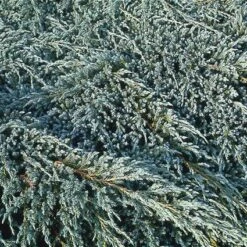 Jeneverbes (Juniperus Squamata 'Blue Carpet') -OL Planten Winkel jusbcarp 4 1