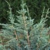 Jeneverbes (Juniperus Squamata 'Meyeri') -OL Planten Winkel jusmeyer 3