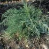 Jeneverbes (Juniperus Virginiana 'Grey Owl') -OL Planten Winkel juvgowl 4 1