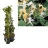 Hedera-Kamperfoelie Mix Haag (Hall's Prolific) -OL Planten Winkel k390.99134 lonicera j. hall s prolific 1m privacy