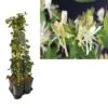 Hedera-Kamperfoelie Mix Haag (Belgica Select) 2 Hedera-Kamperfoelie Mix Haag (Belgica Select) -OL Planten Winkel k390.99136 lonicera per. belgica select 1m privacy