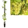 Pitloze Witte Druif (Vitis Vinifera 'Millenium') -OL Planten Winkel k501.98365 vitis vinifera millenium long strong