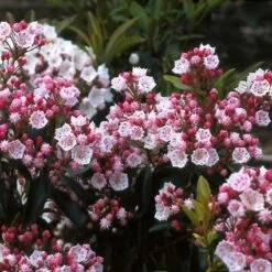 Lepelboom (Kalmia Latifolia) -OL Planten Winkel kalatifo 8