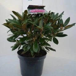 Dwergrhododendron (Rhododendron 'Kalinka') -OL Planten Winkel kalinka c4 voor 1