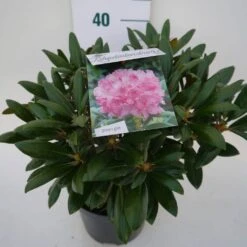Dwergrhododendron (Rhododendron 'Kalinka') 9 Dwergrhododendron (Rhododendron 'Kalinka') -OL Planten Winkel kalinka c4 zij 2