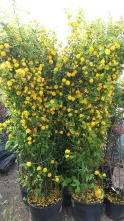 Ranonkelstruik (Kerria Japonica 'Pleniflora') -OL Planten Winkel kerria2