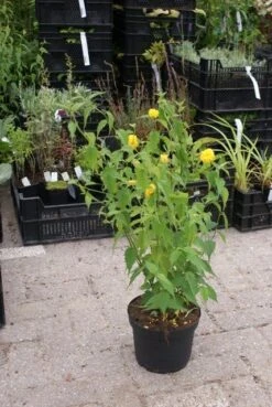 Ranonkelstruik (Kerria Japonica 'Pleniflora') -OL Planten Winkel kerria japonica pleniflora 1