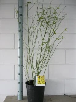 Ranonkelstruik (Kerria Japonica 'Pleniflora') -OL Planten Winkel kerria pleniflora c7 oktober