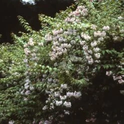Kolkwitzia (Kolkwitzia Amabilis 'Pink Cloud') -OL Planten Winkel koamabil 25 5