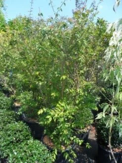 Kolkwitzia (Kolkwitzia Amabilis 'Pink Cloud') -OL Planten Winkel kolkwitzia amabilis 150 175 c35