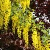 Gouden Regen, Struik (Laburnum Watereri 'Vossii') -OL Planten Winkel laburnum w. vossi 3
