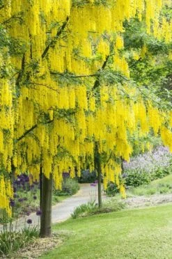 Gouden Regen, Struik (Laburnum Watereri 'Vossii') 16 Gouden Regen, Struik (Laburnum Watereri 'Vossii') -OL Planten Winkel laburnum x watereri vossii01 1