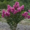 Lagerstroemia Roze (Lagerstroemia Indica) -OL Planten Winkel lagerstroemia indica roze 1