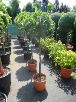 Echte Laurier Als Boom (Laurus Nobilis) -OL Planten Winkel laurus nobilis 100stam c25