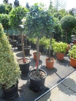 Echte Laurier Als Boom (Laurus Nobilis) -OL Planten Winkel laurus nobilis 100stam c35