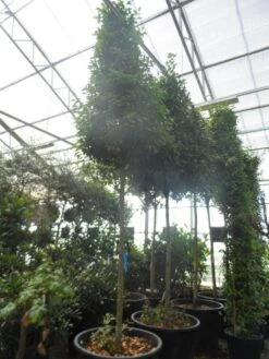 Echte Laurier Als Piramide (Laurus Nobilis) -OL Planten Winkel laurus nobilis 16 18 20ho c350 pyramide