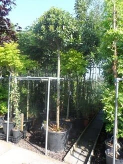 Echte Laurier Als Boom (Laurus Nobilis) -OL Planten Winkel laurus nobilis 16 18ho cont. bol