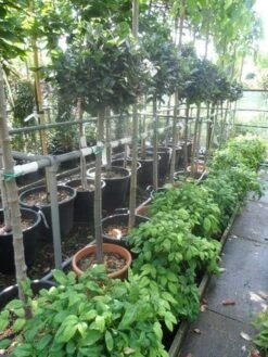 Echte Laurier Op Stam (Laurus Nobilis) -OL Planten Winkel laurus nobilis halfstam c20 25