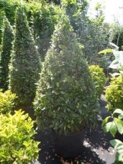 Echte Laurier Als Piramide (Laurus Nobilis) -OL Planten Winkel laurus nobilis kegel 150 175