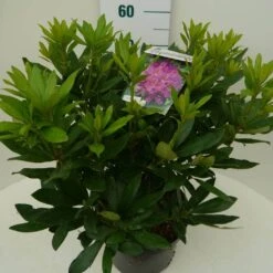 Rhododendron (Rhododendron 'Lee's Dark Purple') -OL Planten Winkel lee s dark purple c7.5 zij