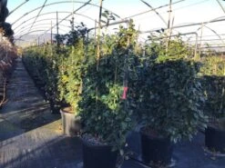 Camelia Als Leivorm (Camellia Japonica 'Black Lace') -OL Planten Winkel lei2