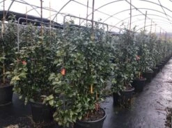 Camelia Als Leivorm (Camellia Japonica 'Black Lace') -OL Planten Winkel lei3