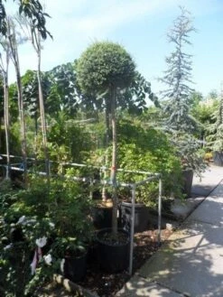 Bolliguster (Ligustrum Delavayanum) -OL Planten Winkel ligustrum delavayanum 12 14ho cont