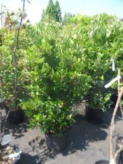 Liguster (Ligustrum Japonicum 'Texanum') -OL Planten Winkel ligustrum japonicum texanum 125 150 175 c35